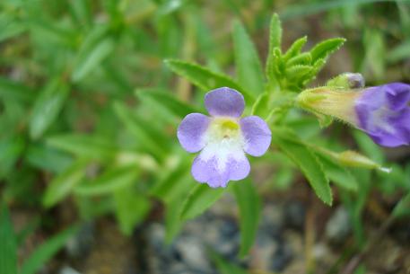 Limnophila chinensis